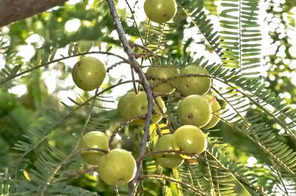 আমলকী ফল